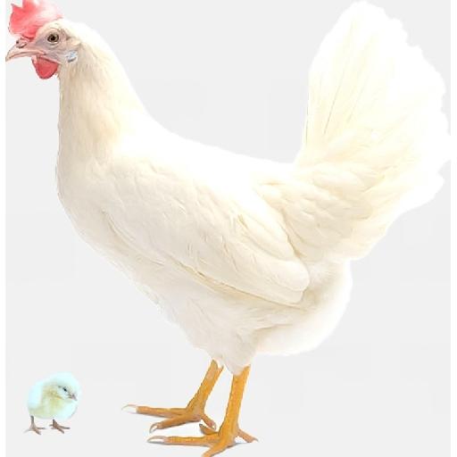 Poultry Hub – Day Old Chick (Lohmann Classic – LSL Breed)