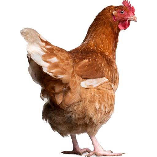 Poultry Hub – Spent Layers (Brown, Fully Feathered)
