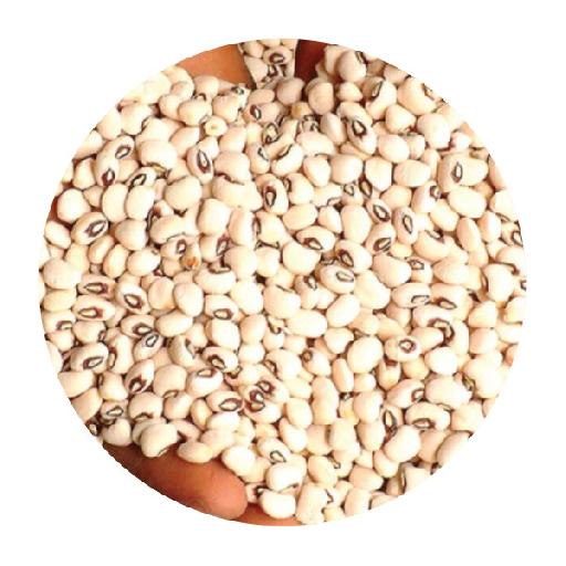 Dujis – White Beans (Cup Size)