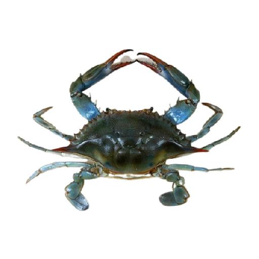 Dujis – Small Crab Pack (5pcs)
