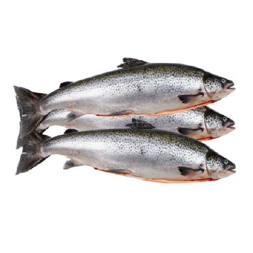 Dujis – Fresh Salmon Abijan (1kg, Rich & Nutritious)