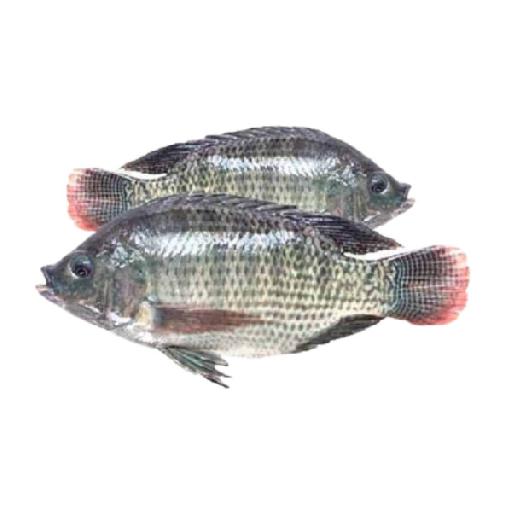 Dujis – Fresh Tilapia (4pcs, Farm-Raised & Flavorful)