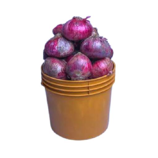 Dujis – Onions (Paint Bucket)