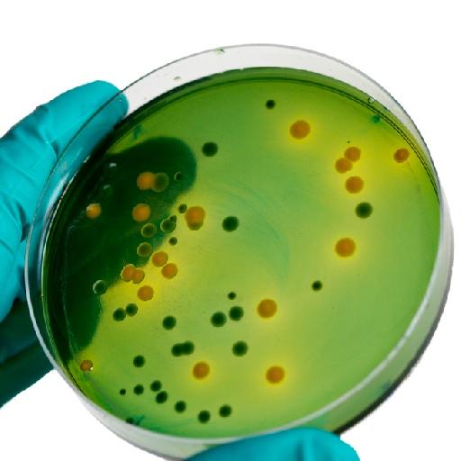 Dlabs - Stool Culture & Sensitivity Testing