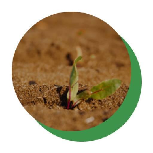 Demeter Ghana - Soil Analysis
