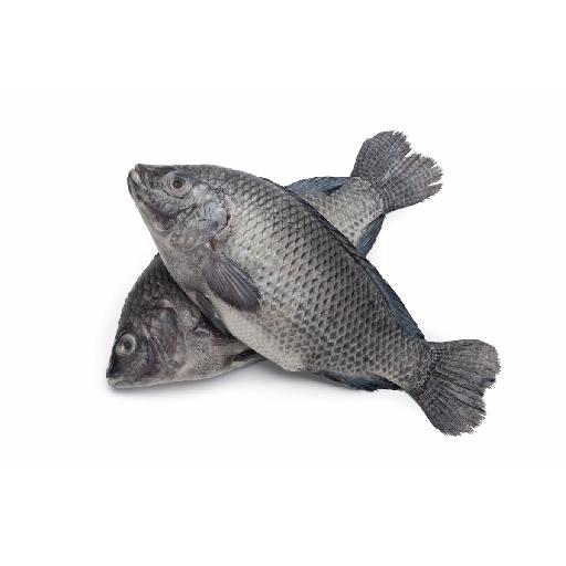 Big Samps – 3 Fresh Medium Tilapia (Dressed)