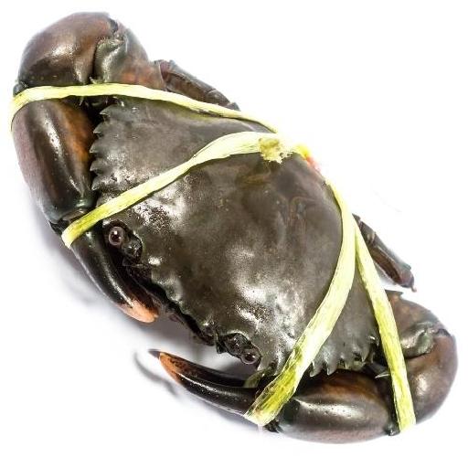 Big Samps – Flat Crabs