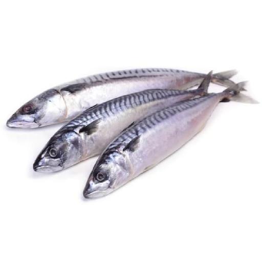 Big Samps – Frozen Mackerel (1kg)