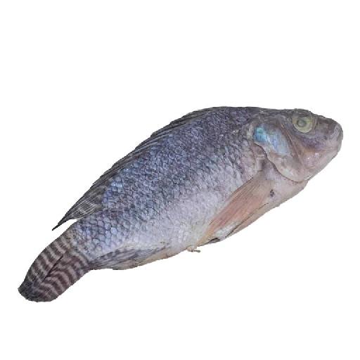 Big Samps – Koobi (Salted Tilapia, Medium)