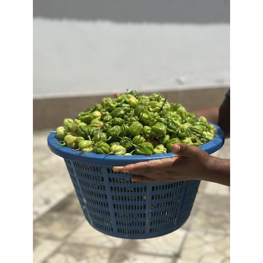 Green Scotch Bonnet Pepper (Basket) | Big Samps Market