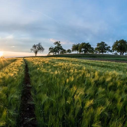 kingyafricaltd - Agribusiness