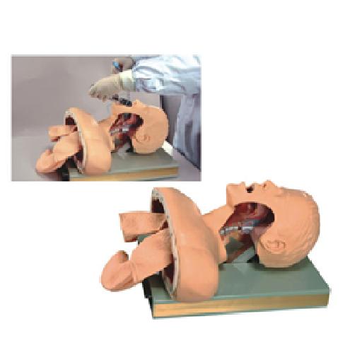 McSarpong – Advanced Human Endotracheal Intubation Training Model AG-SMF-50 | Realistic, Alarm-Enabled Simulation for Medical Training