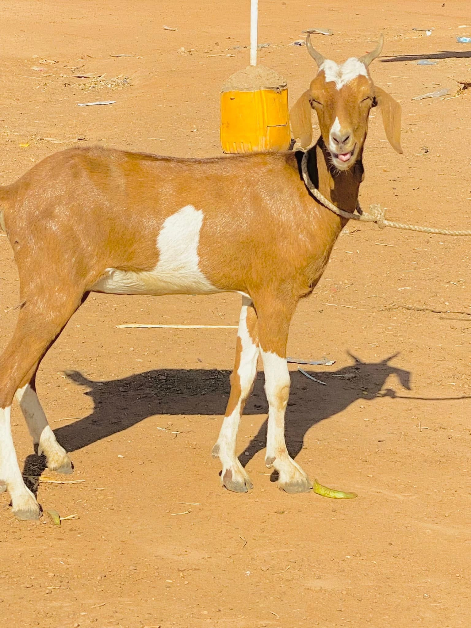 Healthy Female Breeding Goat – 1.5-2 Years, Local Breed, Vaccinated, Kintampo