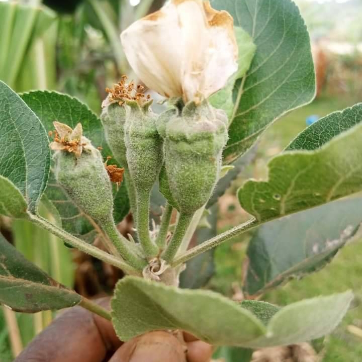 Israeli Hybrid Apple Seedlings (Heat-Tolerant & Fast-Fruiting)