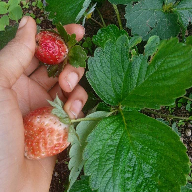 Hybrid Strawberry Seedlings (Ever-Bearing & June-Bearing)