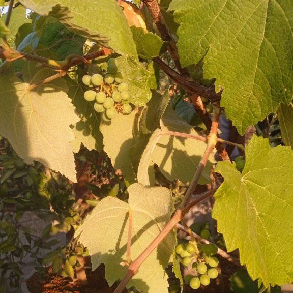 Hybrid Grapevine Seedlings (Red Globe, Sweet Sapphire & More)