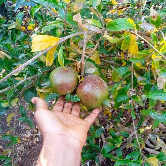 Dwarf Pomegranate Seedlings (White & Pink Seeded Varieties)