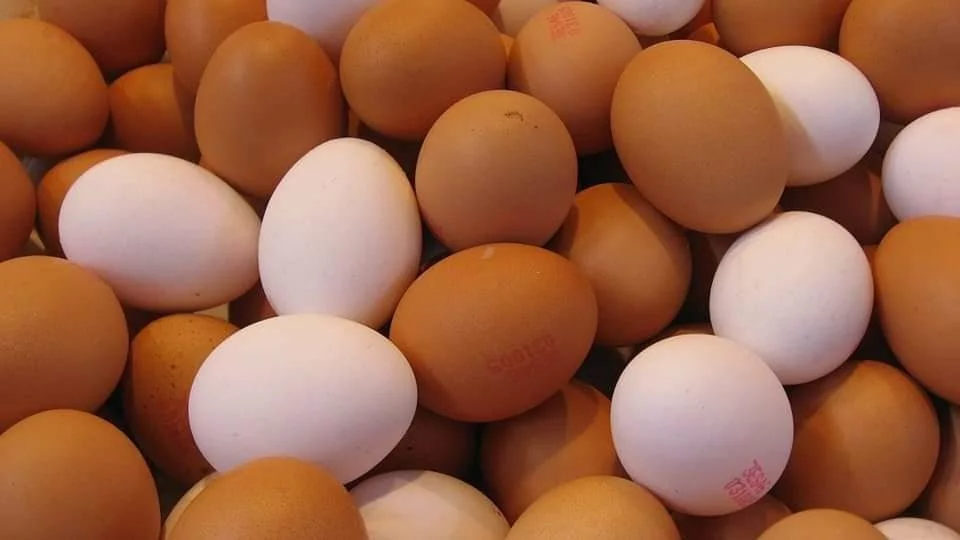 Bulk Farm Fresh Eggs (Various Sizes)