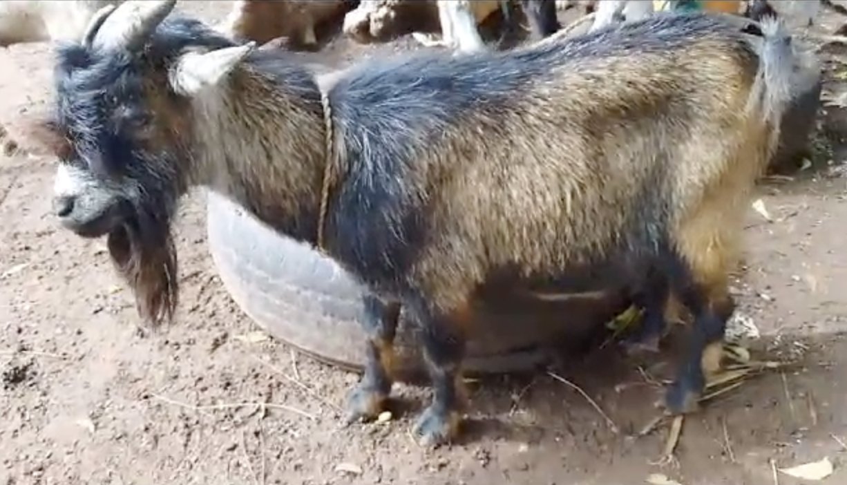 Large Healthy Male Goat - Premium Livestock for Sale, Big Size