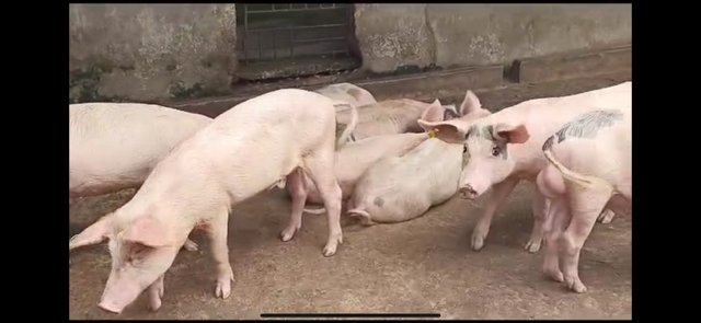Large White Breeder Gilts and Boars (50-80kg)