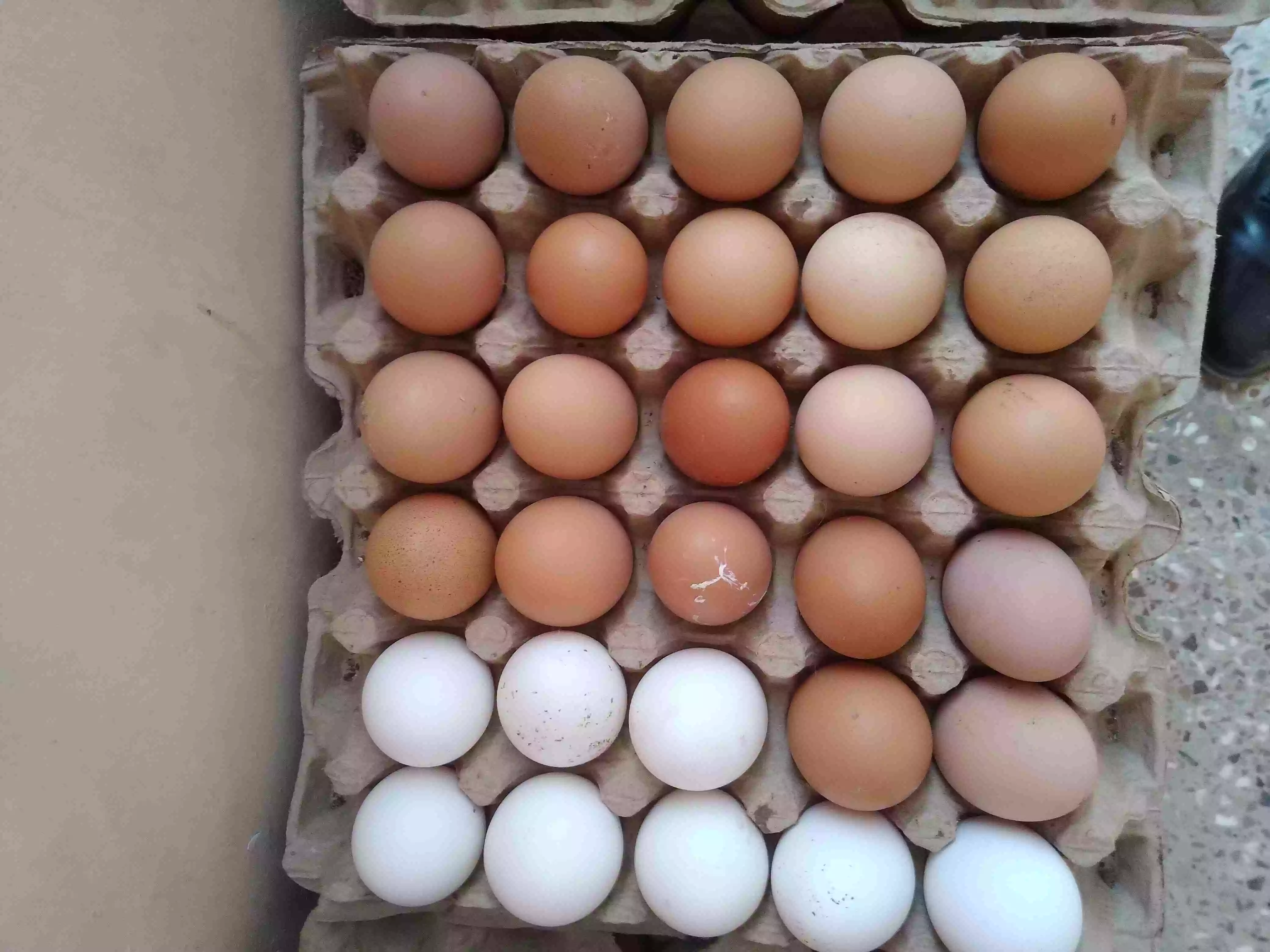 Fresh Farm Chicken Eggs - Premium Quality, Nutritious, Daily Supply