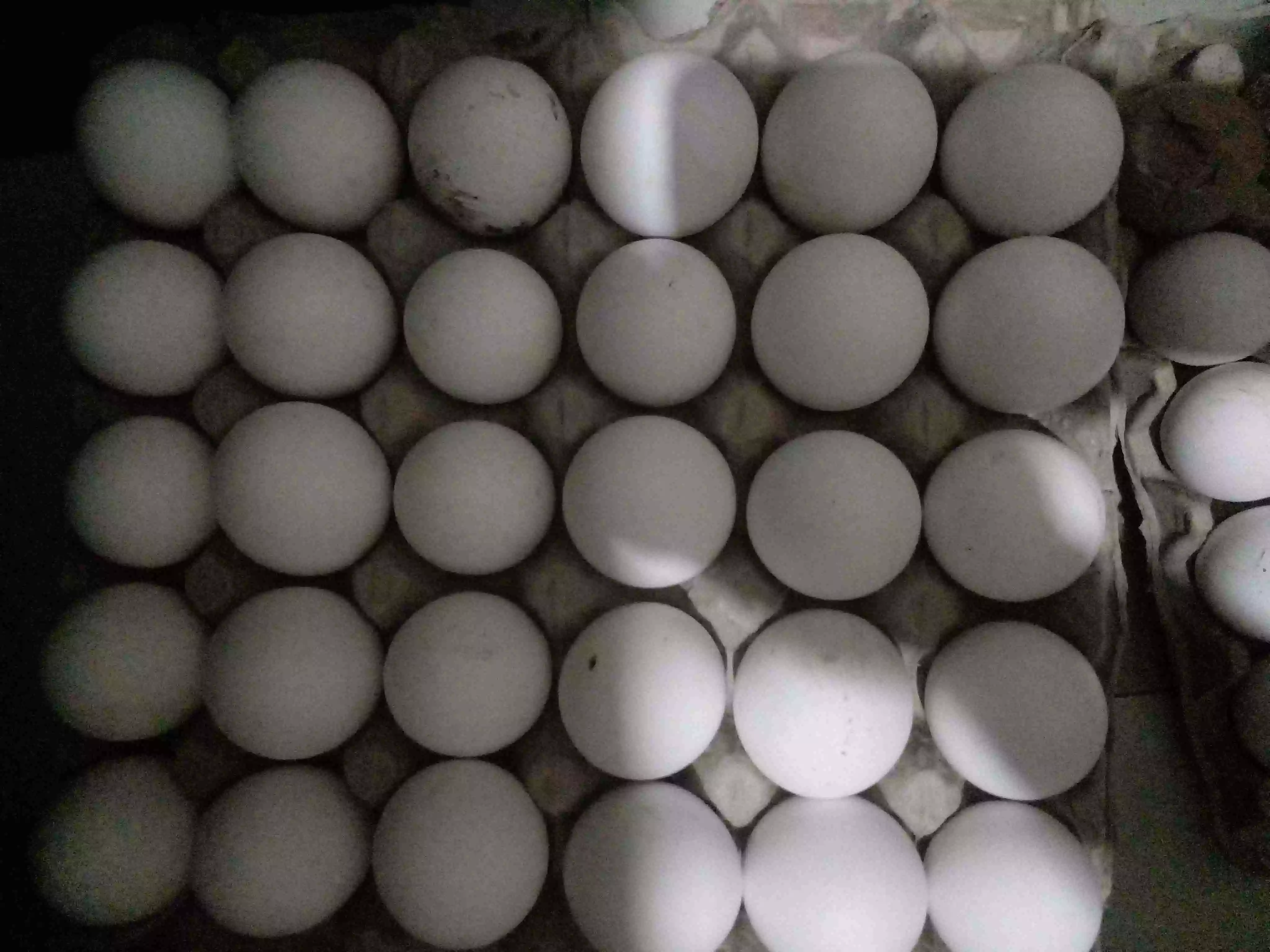 Fresh Farm Chicken Eggs - Premium Quality Poultry Eggs (Nutritious & Healthy)