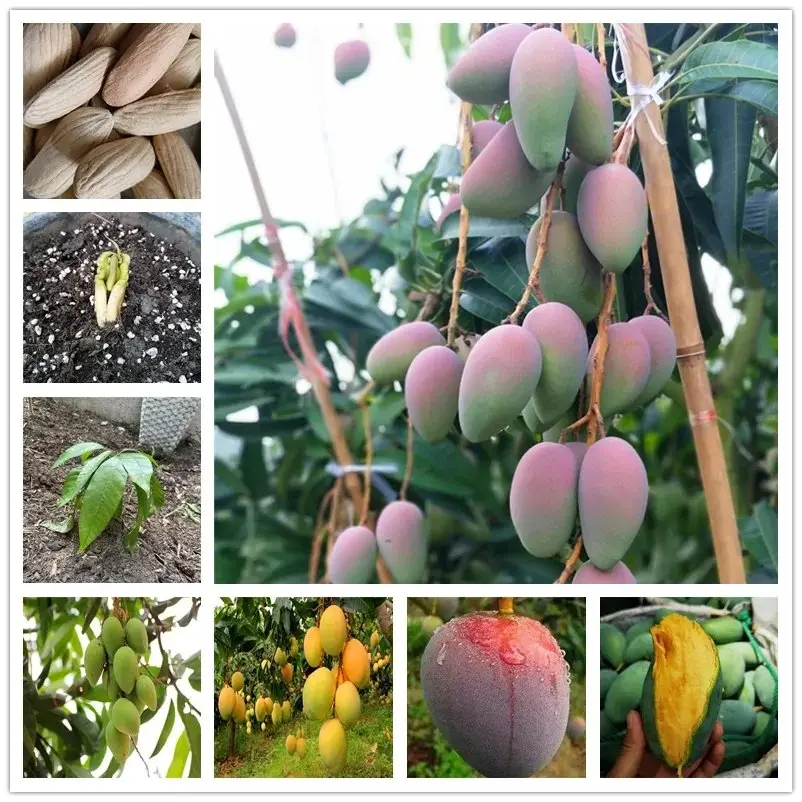 Grafted Mango Seedlings - Kent/Keitt Variety, High-Yield Tropical Fruit Trees, 1-2ft