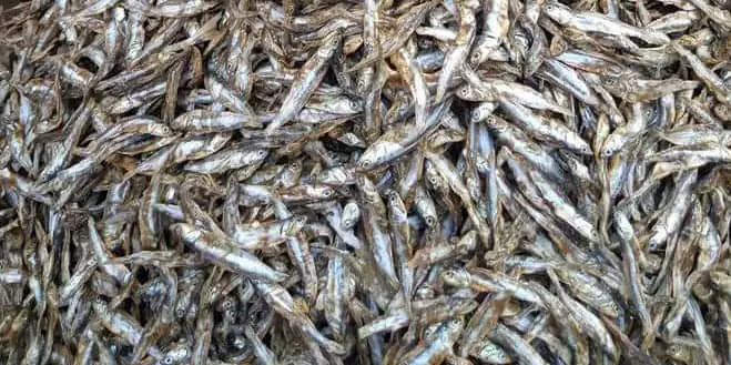 MBD Dried Anchovies (Ketascoboys) - Headless & Sand-Free (1kg)