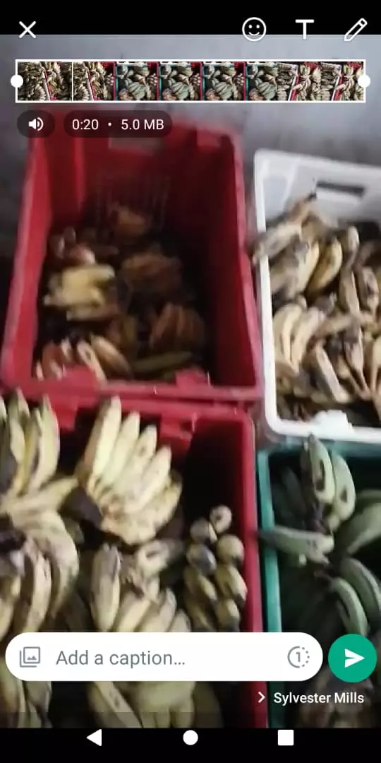 Wholesale Fresh Bananas (Per Sack)