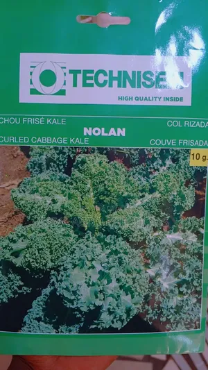 Kale Seeds - Viable Seeds for Gardens, Containers & Farms