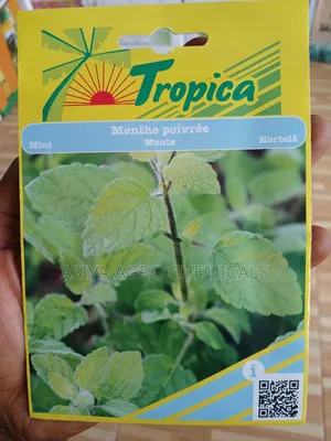 Mint Seeds - Aromatic Herb Seeds for Culinary & Medicinal Use