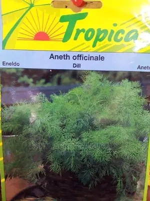 Dill Seeds - Aromatic Herb for Pickling and Culinary Use