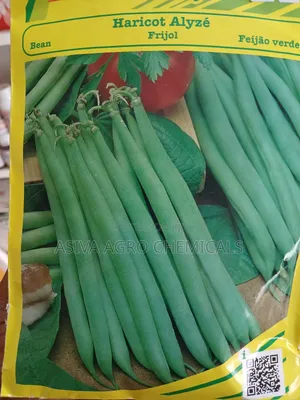 Haricot Vert (Green Beans) Alyze Variety - Productive Bean Seeds