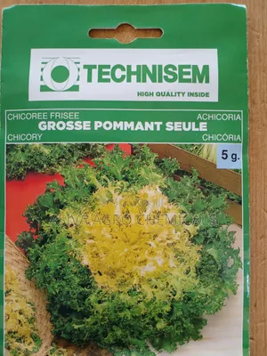 Chicory Seeds - Versatile Plant for Salads and Coffee Additive