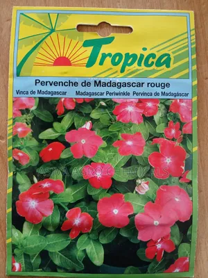 Easy-Grow Flower Seed Assortment - Beautify Homes and Gardens