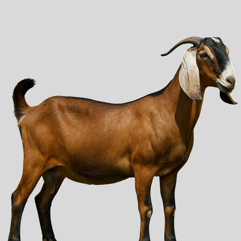 Anglo Nubian Goats – Premium Dual-Purpose Dairy & Meat Breed