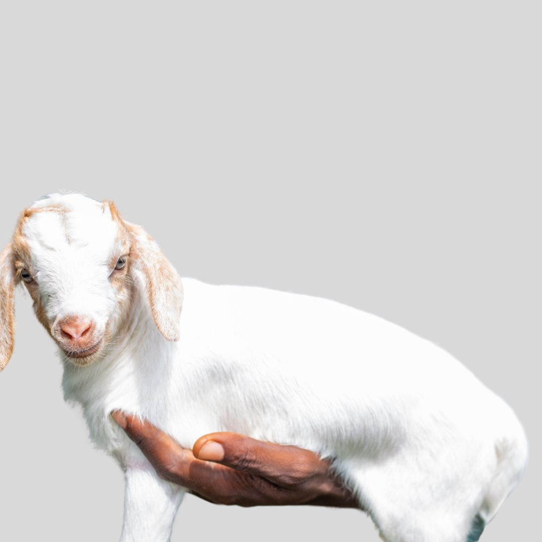Boer Goat × West African Dwarf (F1) – Resilient & Fast-Growing Hybrid Goat