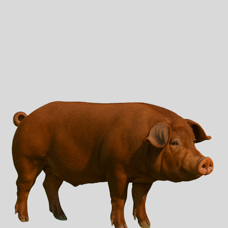Duroc Pigs – Premium Meat Breed for Fast Growth & Superior Pork Quality
