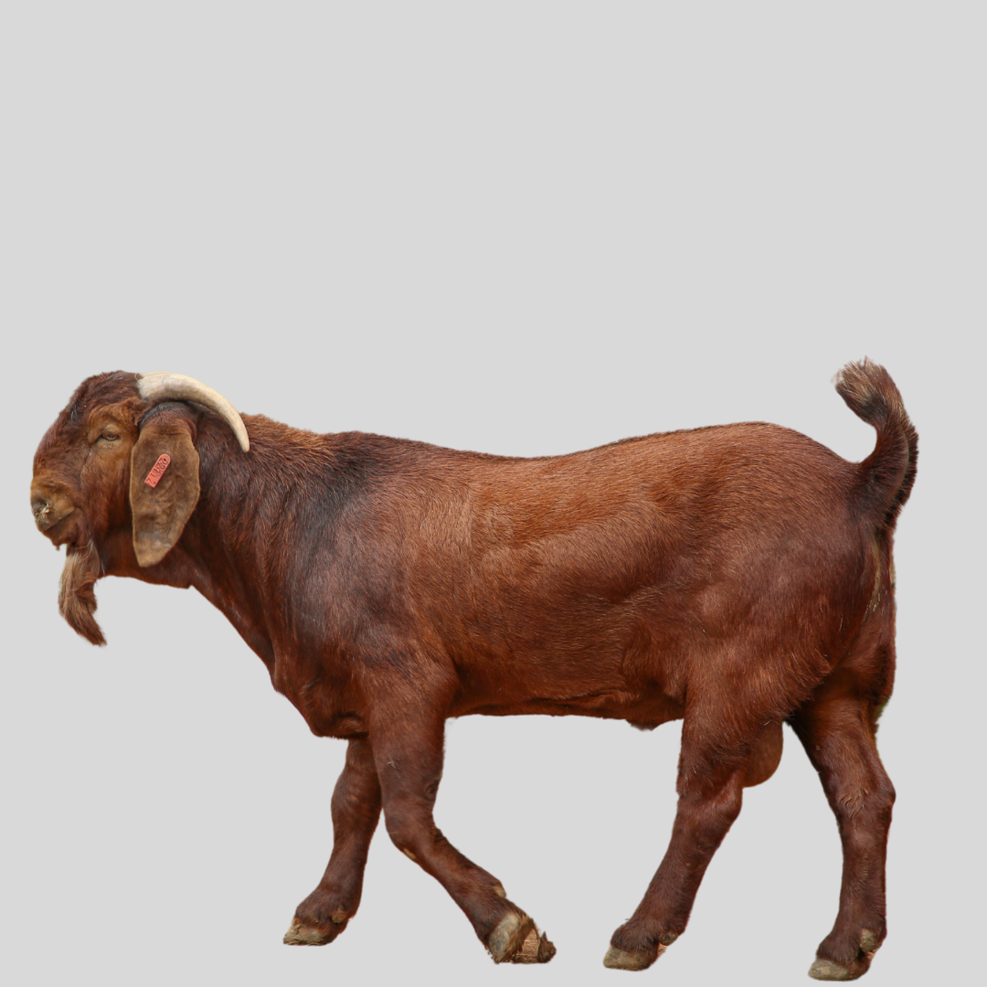 Kalahari Red Goats – Hardy Meat Breed from South Africa