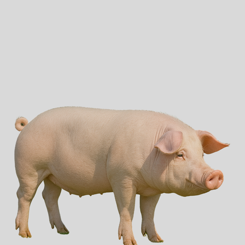 Large White Pigs – High-Performance Commercial Breed for Pork Production