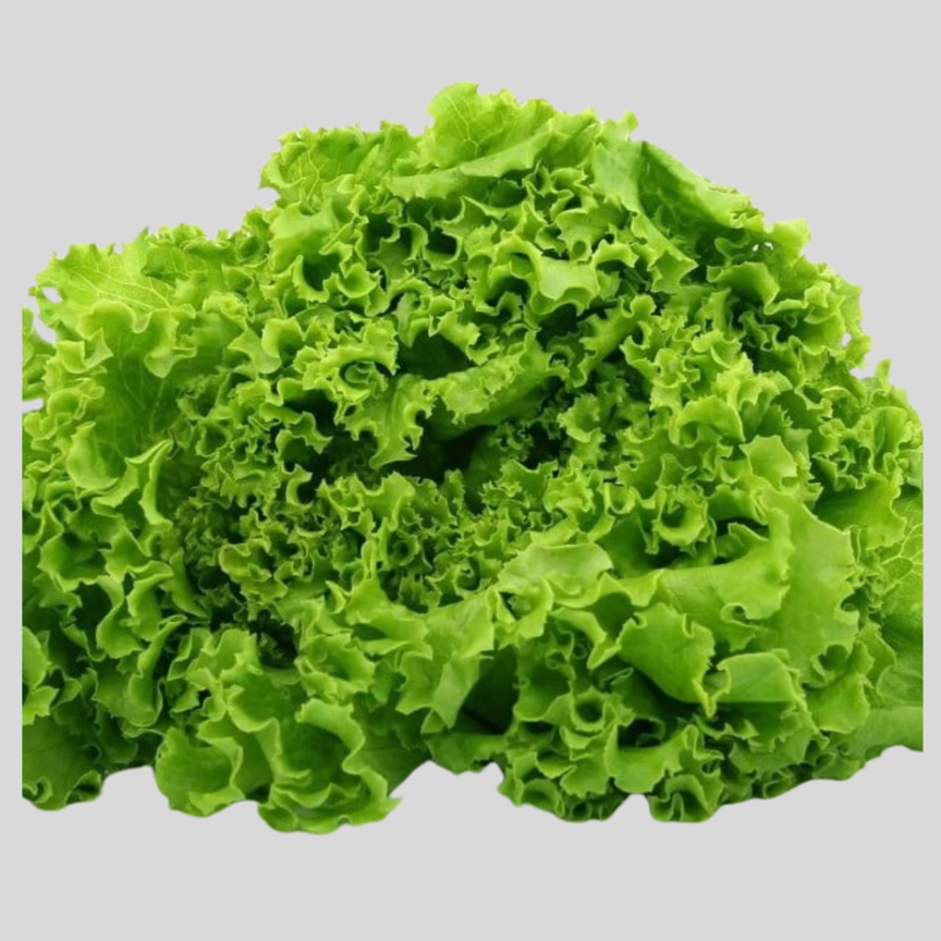 Lettuce Seeds – Fast-Growing, Crisp Leafy Vegetable