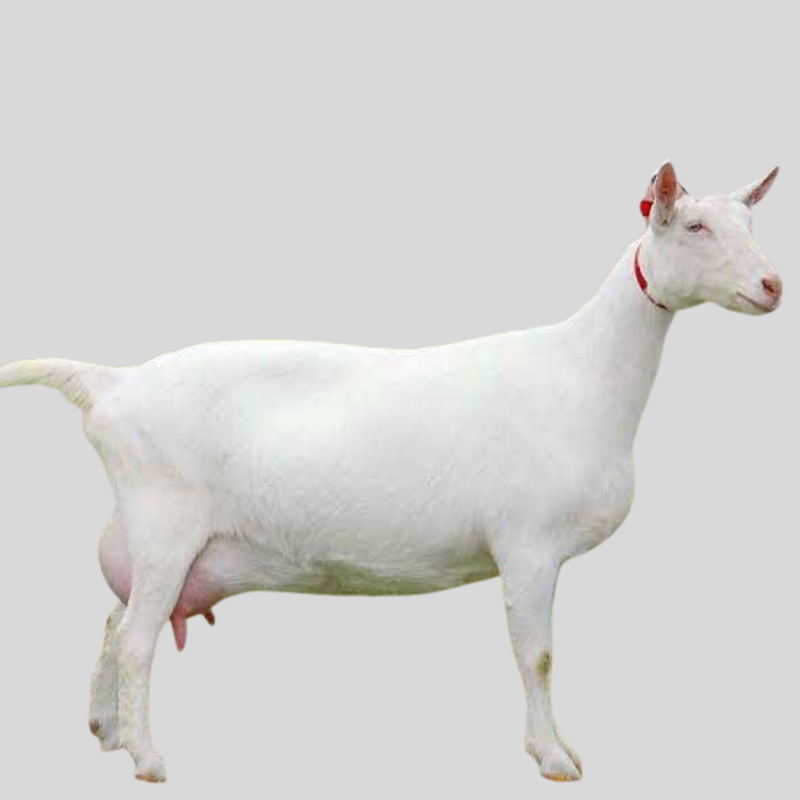 Saanen Goats | Premium Dairy Breed for High Milk Production