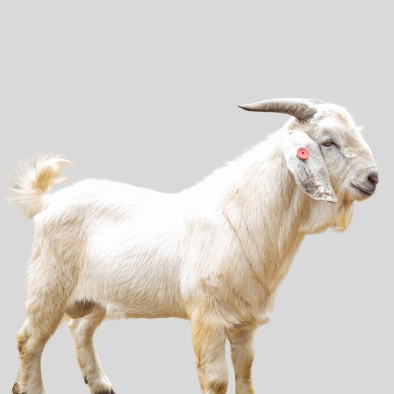 Savannah Goats | Premium Meat Breed from South Africa
