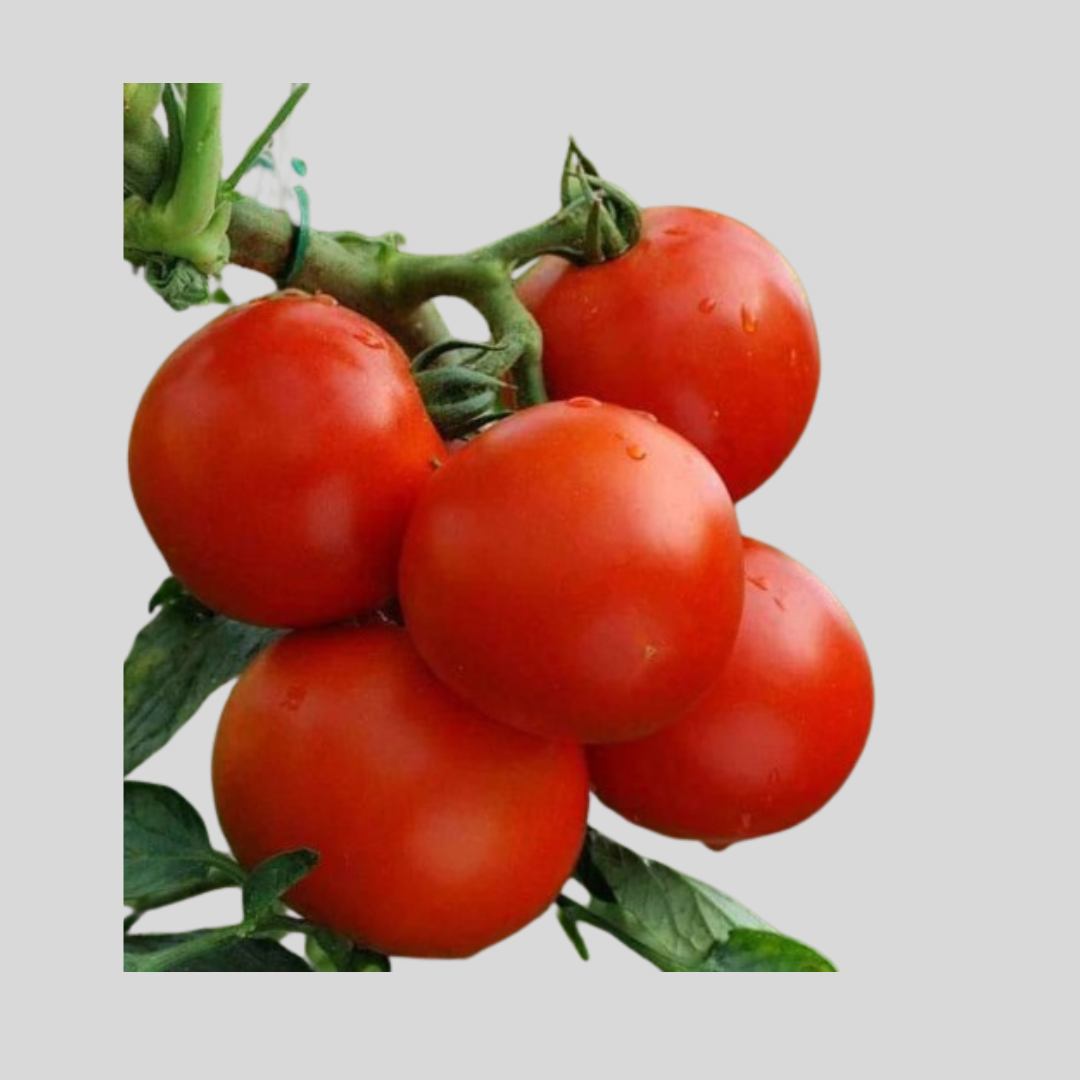 Tomato Seeds | High-Quality Vegetable Seeds for Garden & Farm