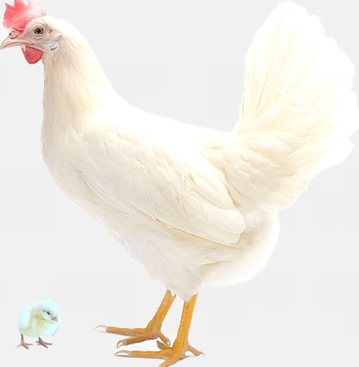Poultry Hub – Day Old Chick (Lohmann Classic – LSL Breed)
