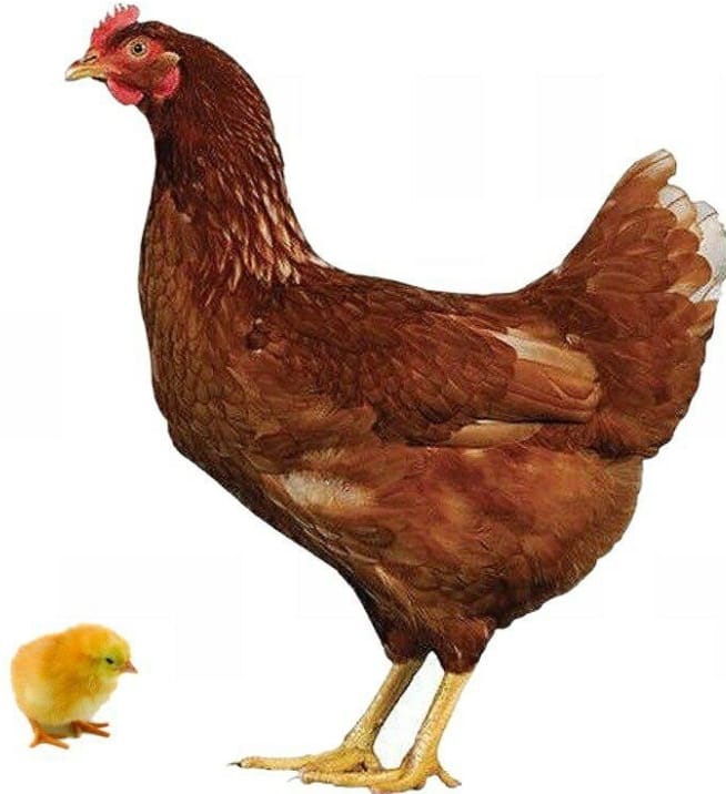 Poultry Hub – Day Old Chicks (Lohmann Classic – LSL Breed)