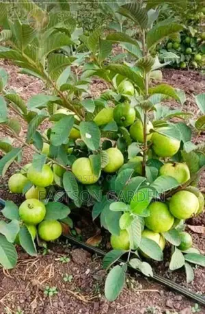 Jumbo Guava Seedlings - Fast-Maturing Fruit Trees (8-12 Months)