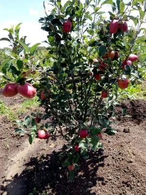 Exotic Apple Seedlings - Grow Unique Apples in Your Garden