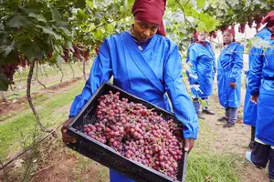 Jumbo Hybrid Grape Seedlings - High-Yield Vineyard Starters