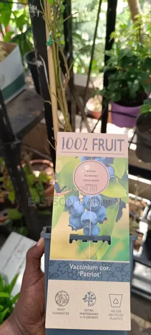 Exotic Blueberry Seedlings - Sweet, Antioxidant-Rich Bushes